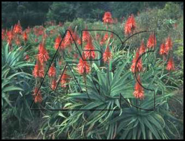 Aloe arborescens