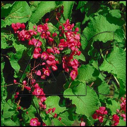 Antigonon leptopus