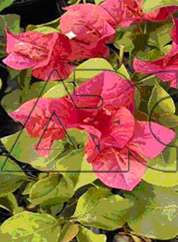 Bougainvillea La Jolla