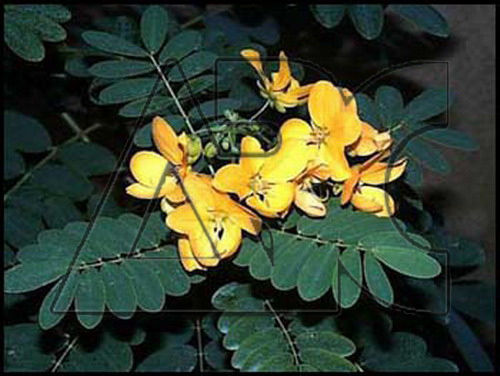 Cassia glauca