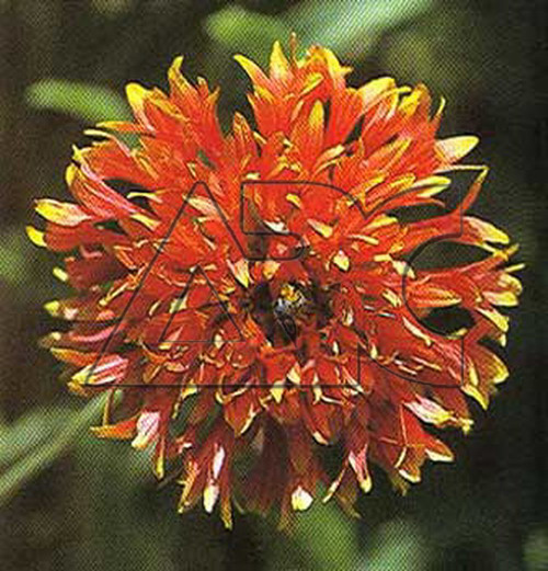 Gaillardia pulchella