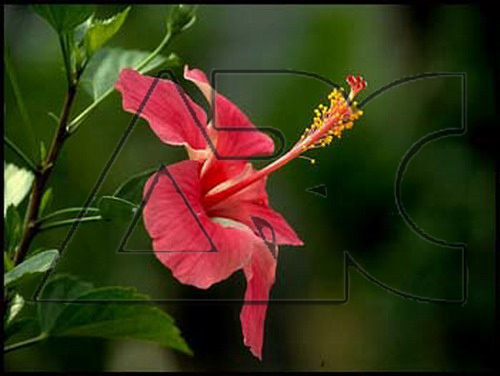 Hibiscus rosa sinensis