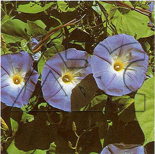 Ipomoea tricolor Heavenly Blue