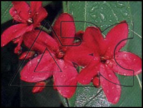 Jatropha multifida