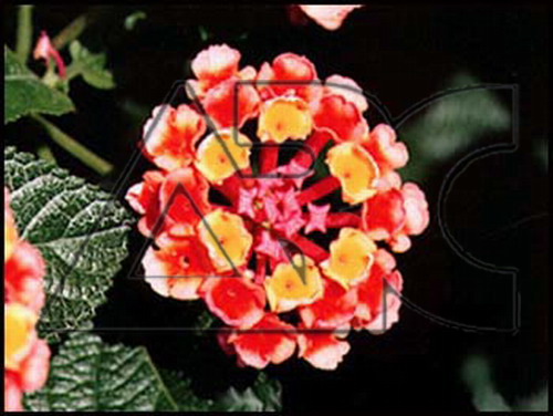 Lantana camara Fabiola