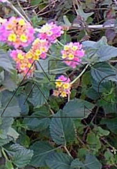 Lantana camara Schloss ortenburg