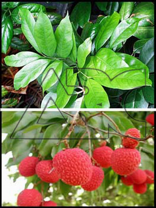 Litchi chinensis