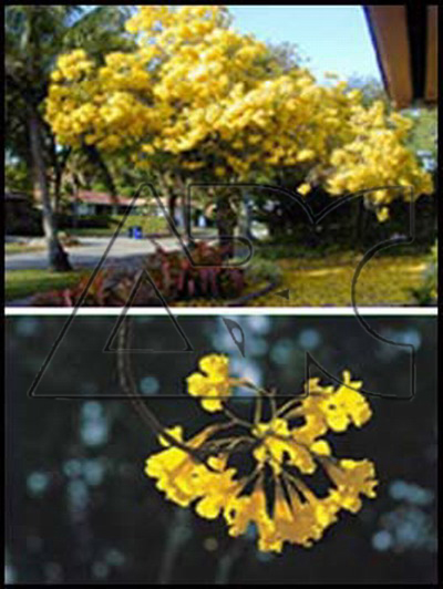 Tabebuia argentea