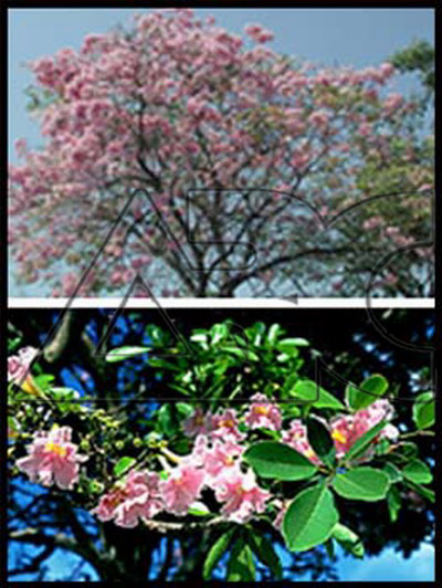 Tabebuia rosea