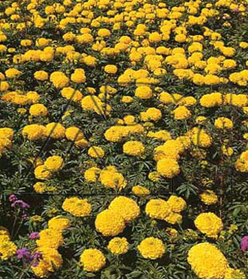 Tagetes marigold