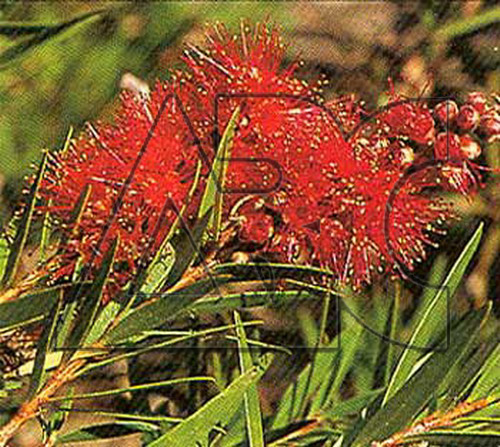 Callistemon salignus