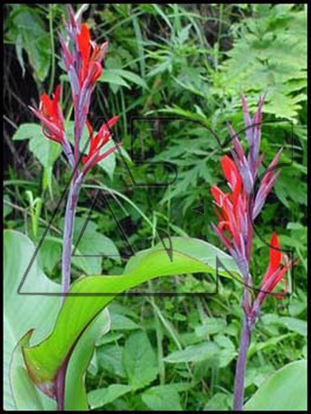 Canna indica