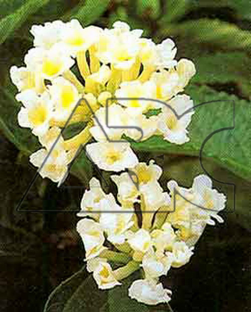 Lantana camara snow white