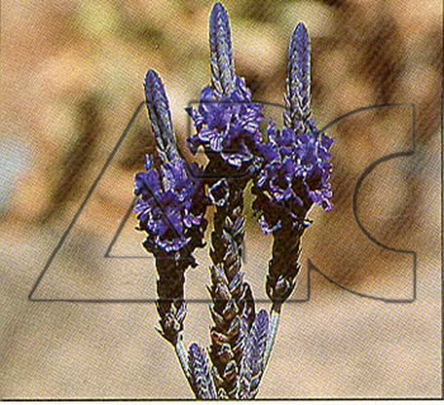 lavendula pinnata