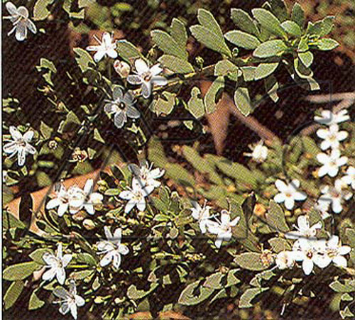 Myoporum parviflorum