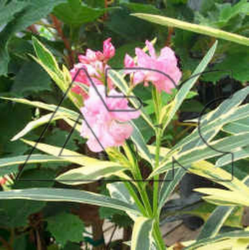 Nerium oleander variegatum