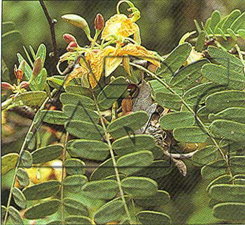 Tamarindus indica